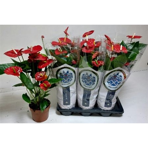 Anthurium (Andreanum Grp) Jambo Red