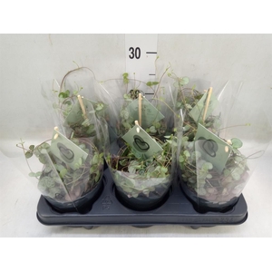 Ceropegia woodii ssp. woodii