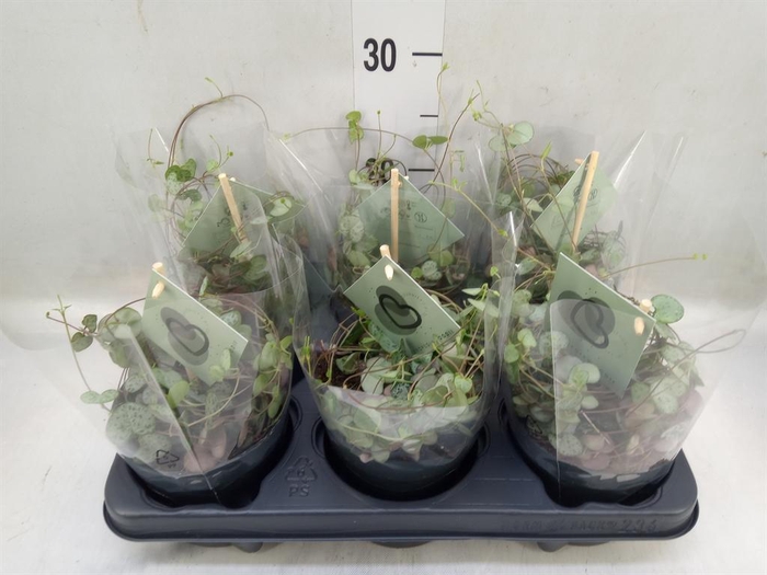 <h4>Ceropegia woodii ssp. woodii</h4>