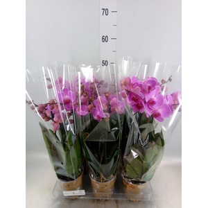 Phalaenopsis   ...mix
