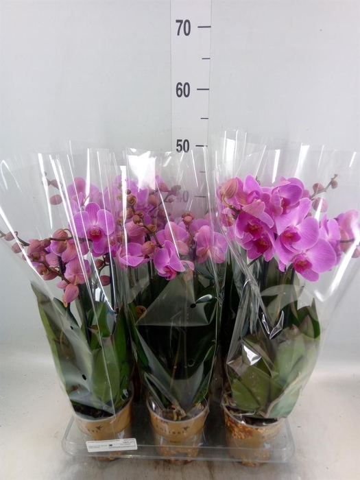<h4>Phalaenopsis   ...mix</h4>