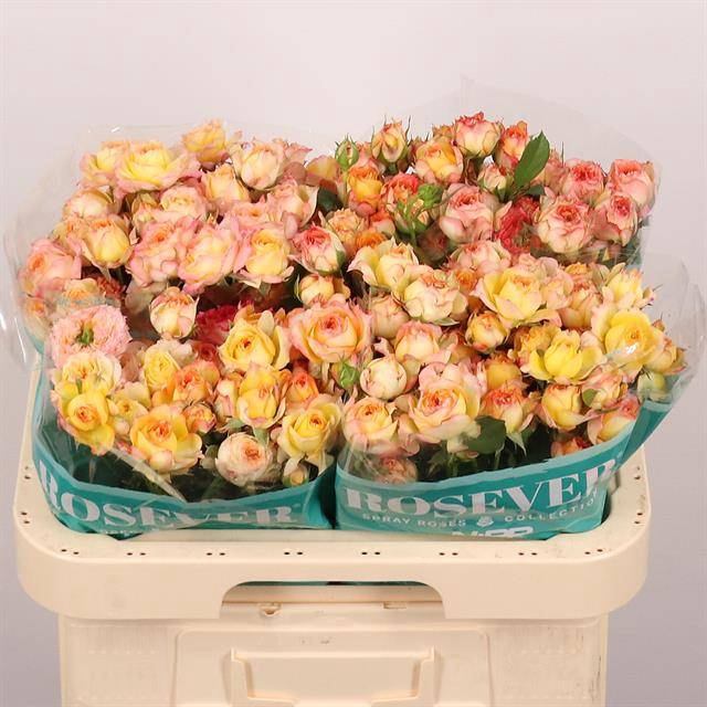 <h4>Rosa spray romantic rosever</h4>