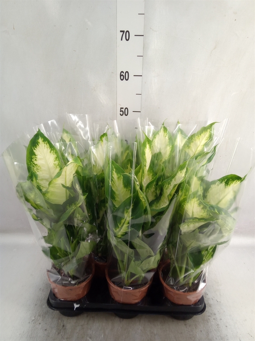 <h4>Dieffenbachia  'Camilla'</h4>