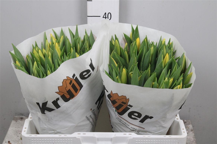 <h4>Tu En Strong Gold</h4>