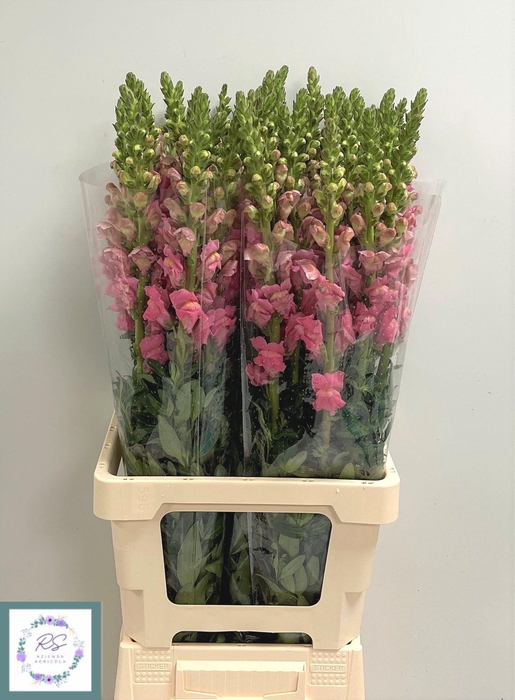 <h4>ANTIR POTO RED</h4>