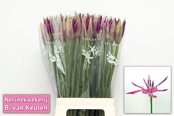 <h4>NE BO MISTER NICK</h4>