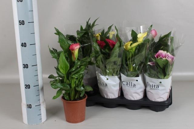 <h4>ZANT GEM 6 KL</h4>