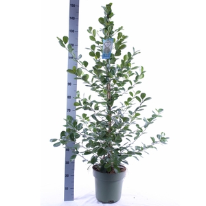 Ficus microcarpa 'Moclame'