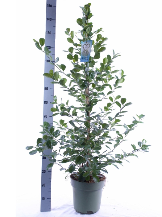 <h4>Ficus microcarpa 'Moclame'</h4>