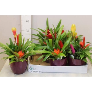 ARR BROMELIA