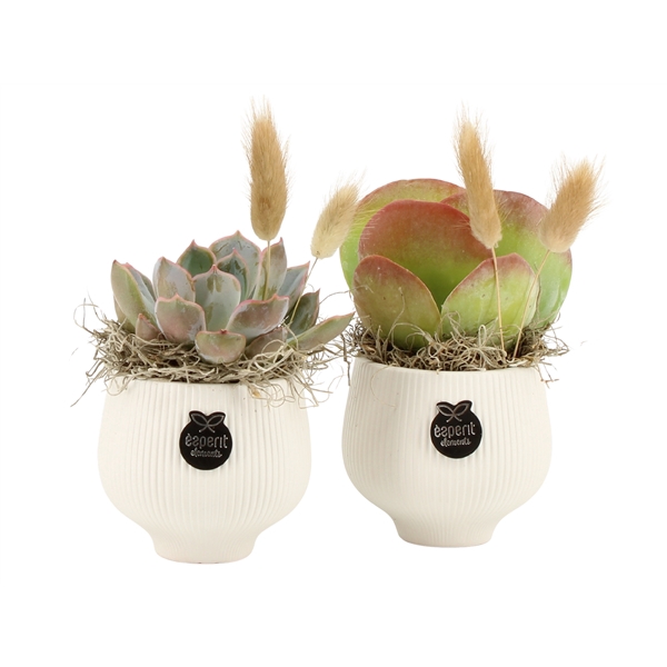 <h4>Arrangementen kamerplanten 6%</h4>