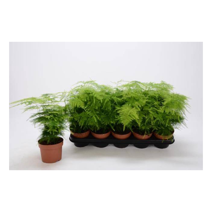 <h4>Asparagus Setaceus 12Ø 30cm</h4>