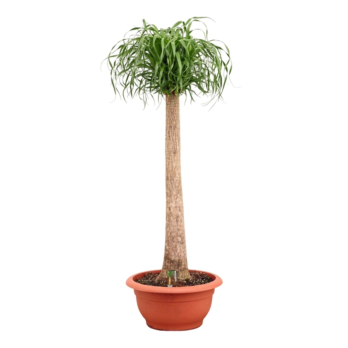 <h4>Beaucarnea recht 55 cm</h4>