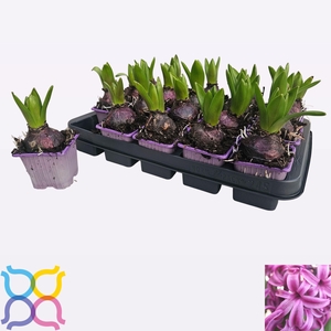 HYACIN PURPLE SENSAT