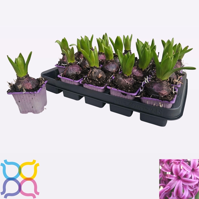 <h4>HYACIN PURPLE SENSAT</h4>