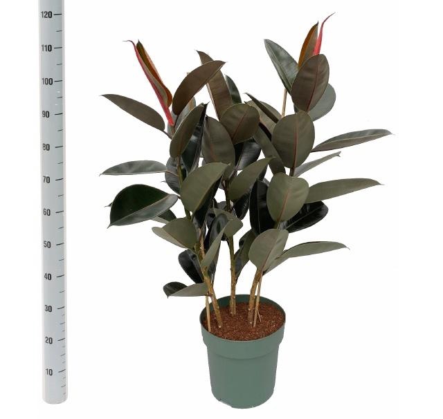 <h4>FIC EL ABIDJAN</h4>