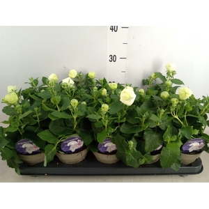 Platycodon grand. 'Astra White'