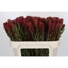 Leucadendron Safari Sunset
