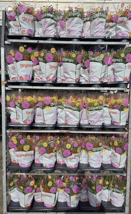 <h4>CHRYS GARDEN MUMS GM</h4>