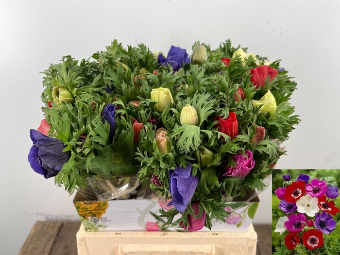 <h4>ANEM CO MAR GEM</h4>