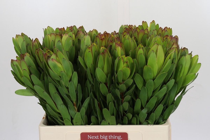 <h4>Leucadendron Goldstrike</h4>