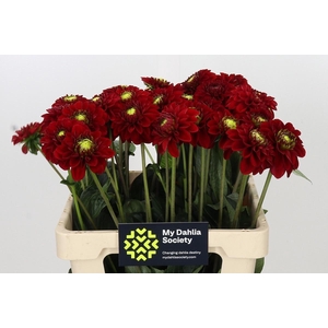 DAHLIA RED FOX