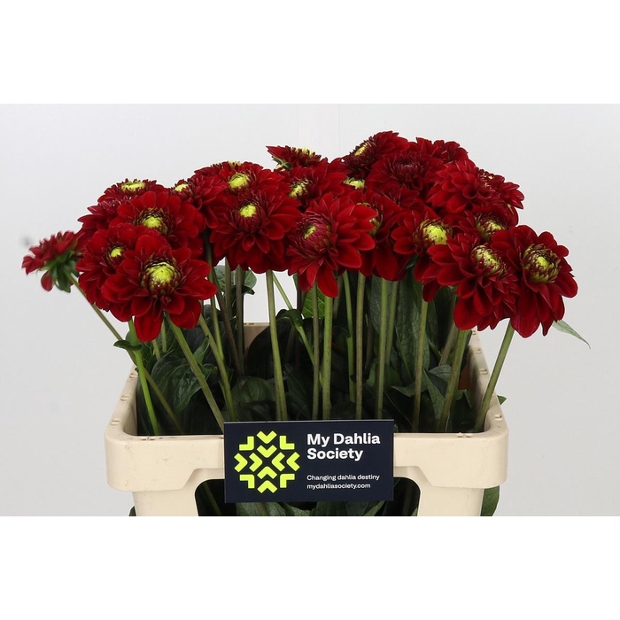 <h4>DAHLIA RED FOX</h4>