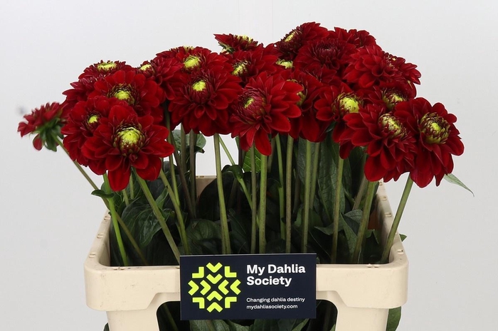 DAHLIA RED FOX