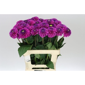 Dahlia Purple Fox