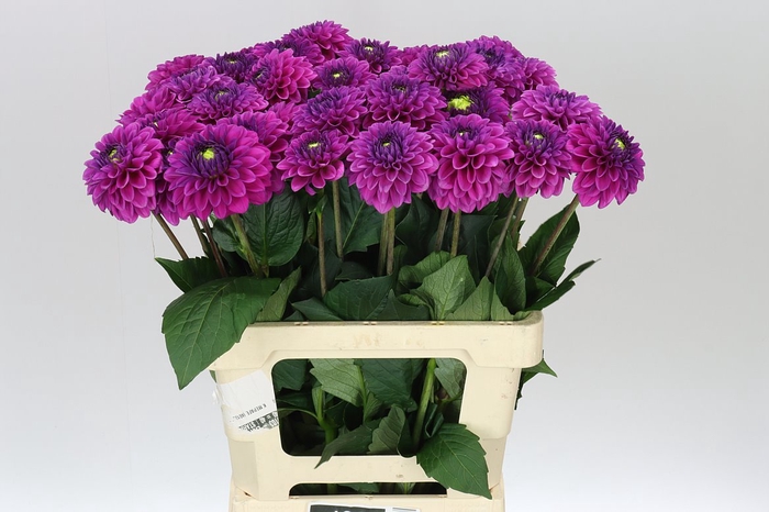 <h4>Dahlia Purple Fox</h4>