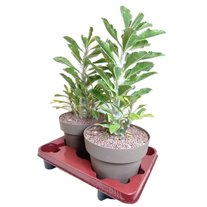 PACHYPODIUM SAUNDERSII - POT Ø 20 - TRAY 2 PCS (SUCCULENTEN)