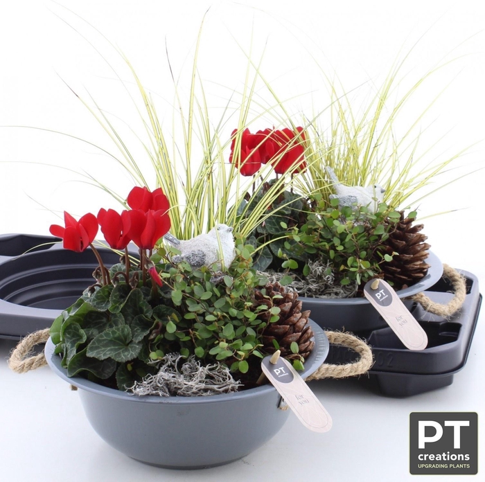 <h4>ARR TUINPLANTEN</h4>