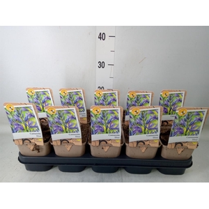 Camassia leich. 'Caerulea'