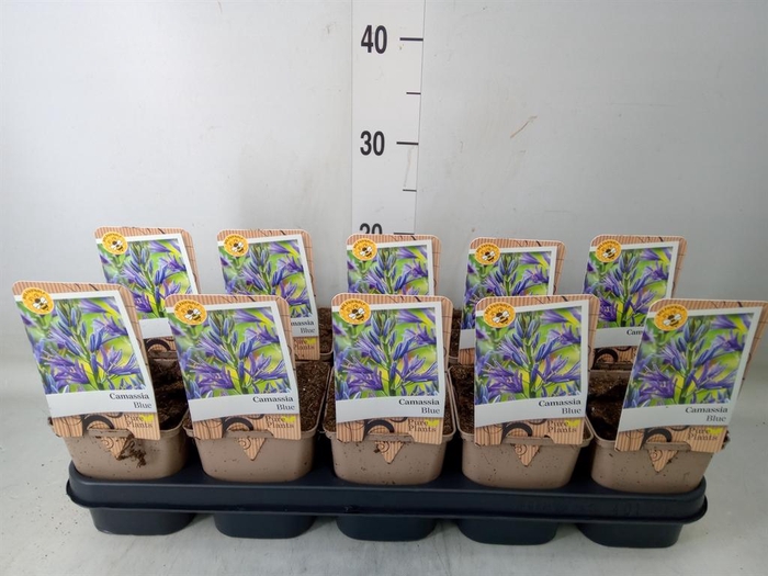 <h4>Camassia leich. 'Caerulea'</h4>