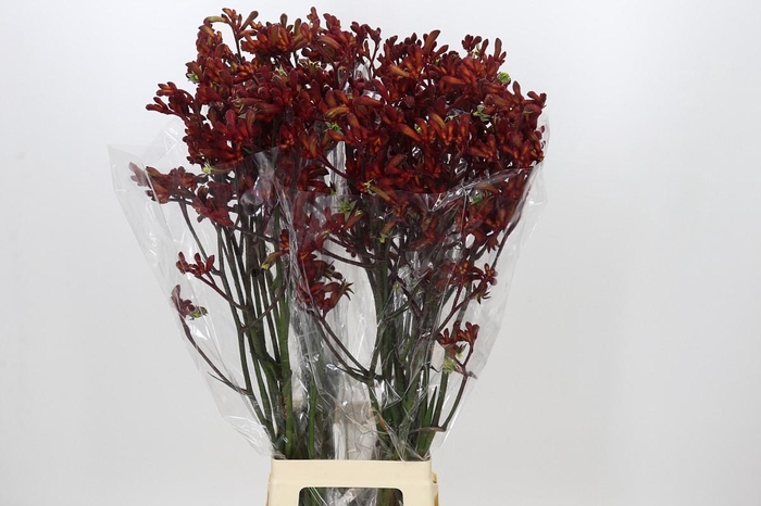 <h4>Anigozanthos Early Spring</h4>