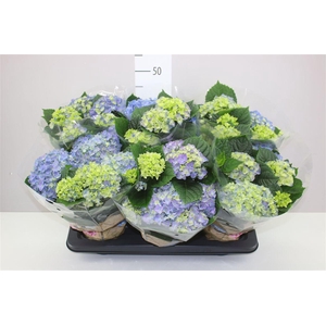 Hydrangea Early Blue 6-7