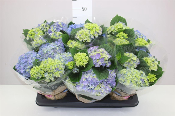 <h4>Hydrangea Early Blue 6-7</h4>