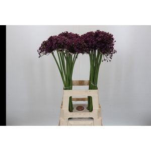 Allium Miami