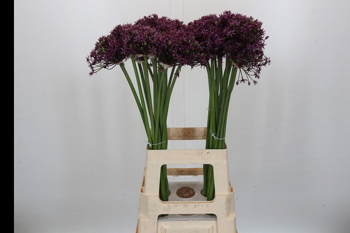 <h4>Allium Miami</h4>