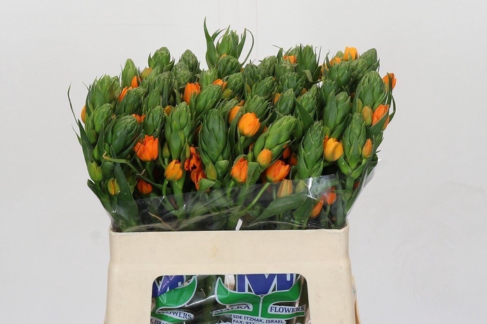 <h4>Ornithogalum dubium 'Sunshine'</h4>