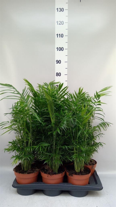 <h4>Chamaedorea elegans</h4>