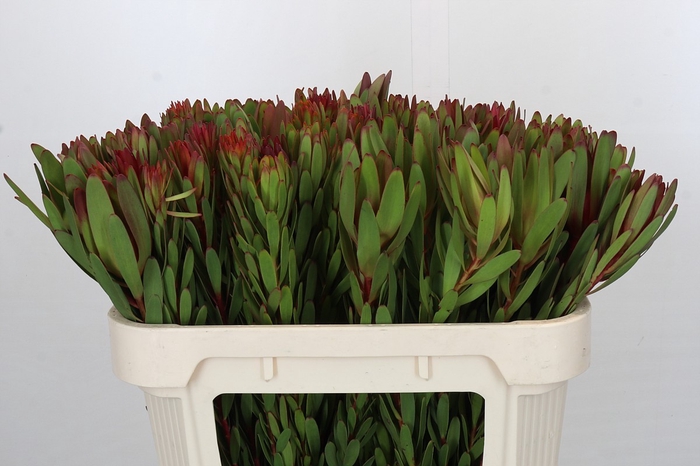 <h4>Leucadendron Safari Sunset</h4>