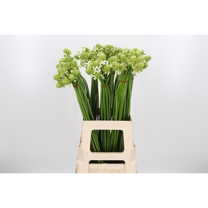 Ornithogalum Saundersiae