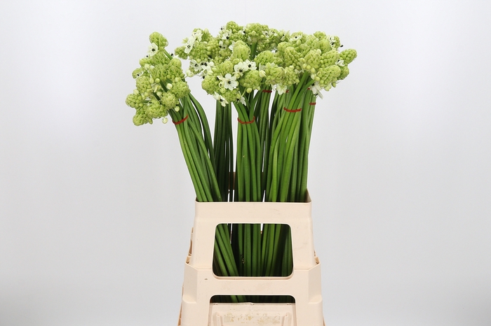 <h4>Ornithogalum Saundersiae</h4>
