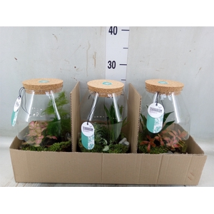 Arr.   Planten H%