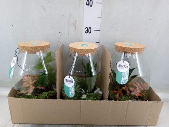 <h4>Arr.   Planten H%</h4>