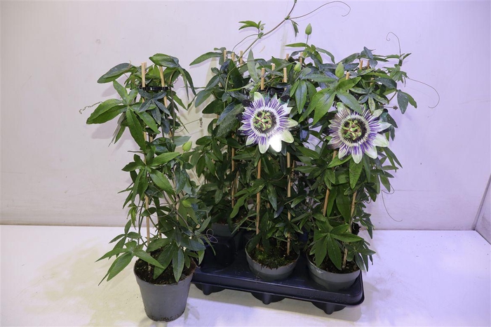 <h4>Pass Caerulea</h4>