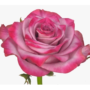 Rosa Deep Purple