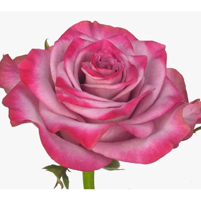 <h4>Rosa Deep Purple</h4>