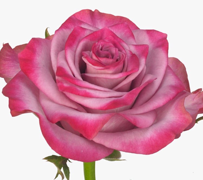 Rosa Deep Purple